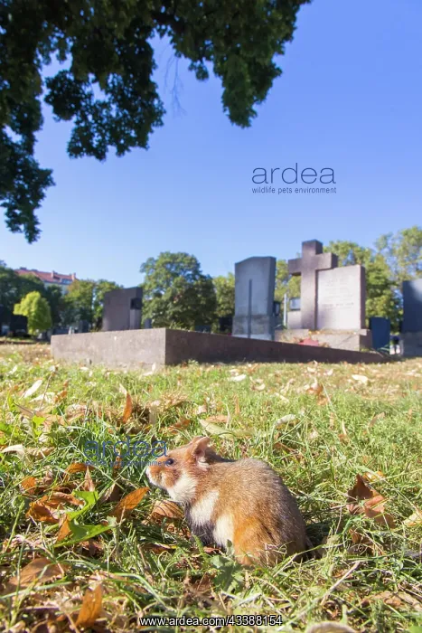 : Common Hamster cemetery : Common Hamster cemetery