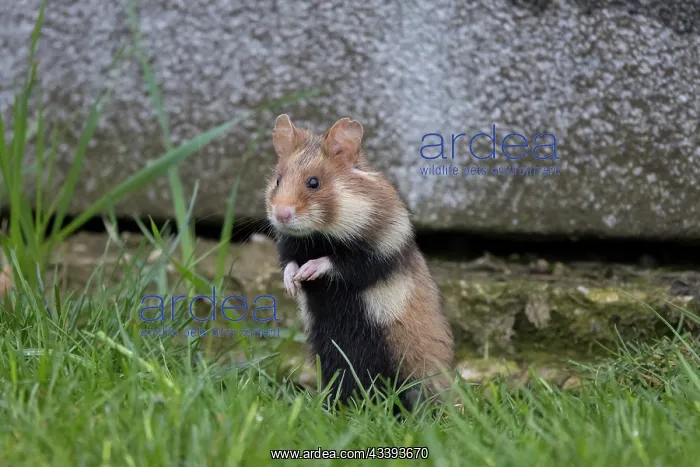 : Common Hamster cemetery : Common Hamster cemetery
