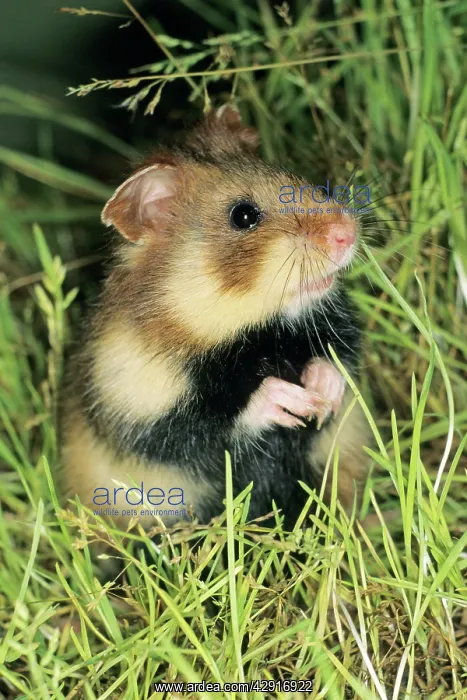 : Common Hamster - In grass : Common Hamster - In grass