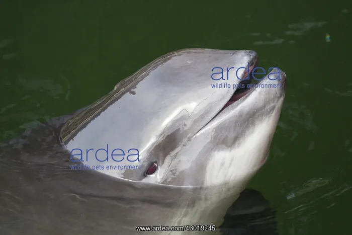  : Common Harbor Porpoise