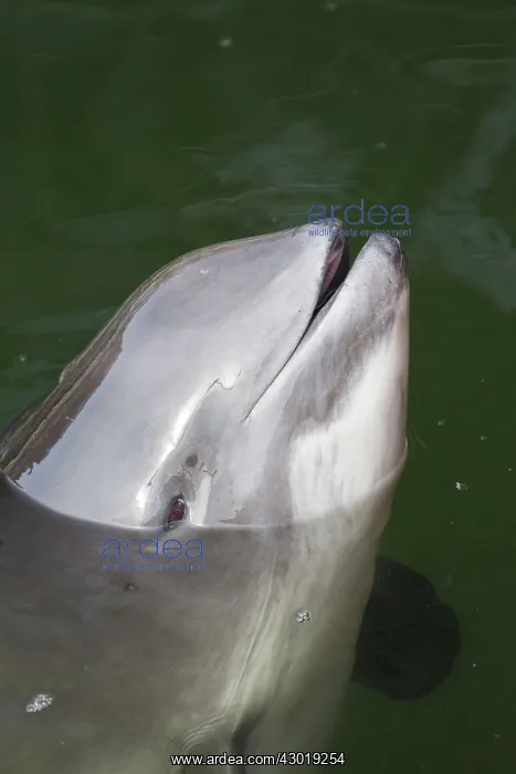  : Common Harbor Porpoise