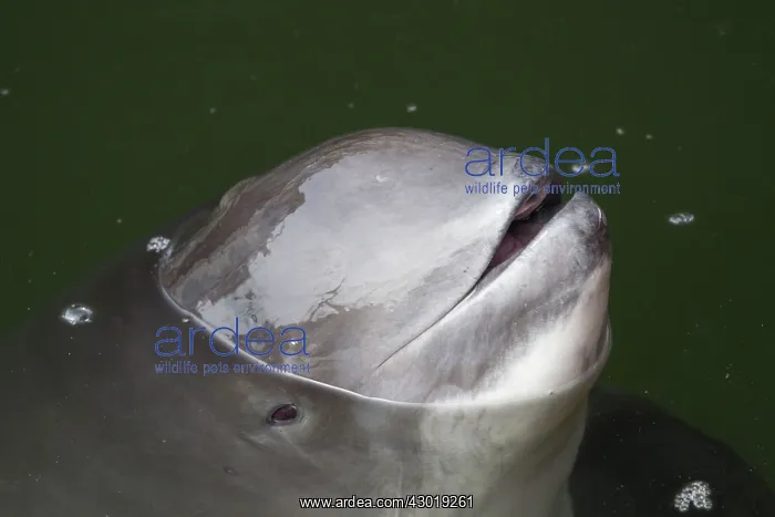  : Common Harbor Porpoise