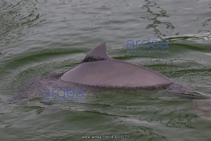  : Common Harbor Porpoise