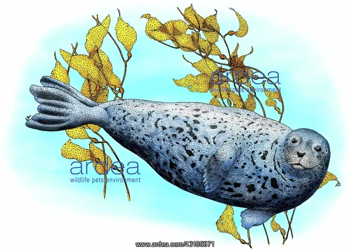 : Common Harbor Seal : Common Harbor Seal