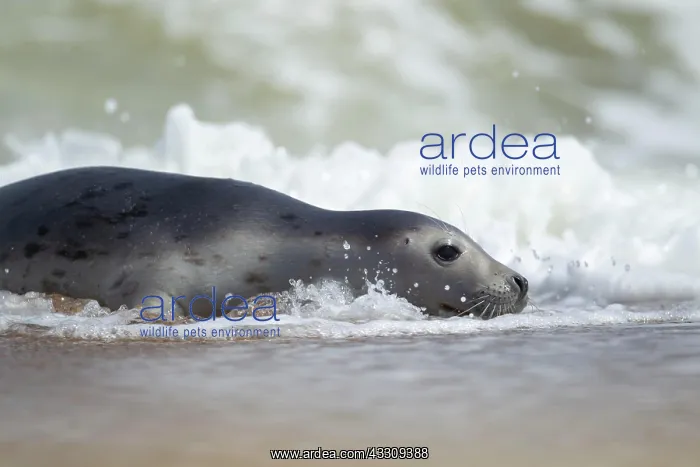 : Common or harbor seal (Phoca vitulina) adult in : Common or harbor seal (Phoca vitulina) adult in