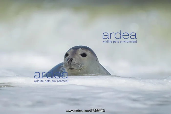 : Common or harbor seal (Phoca vitulina) adult in : Common or harbor seal (Phoca vitulina) adult in