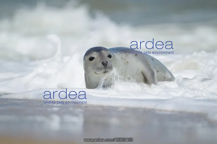 : Common or harbor seal (Phoca vitulina) adult in : Common or harbor seal (Phoca vitulina) adult in