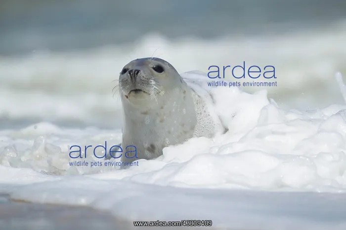 : Common or harbor seal (Phoca vitulina) adult with : Common or harbor seal (Phoca vitulina) adult with