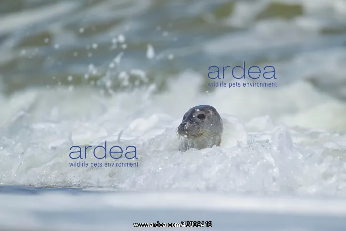  : Common or harbor seal (Phoca vitulina) adult in