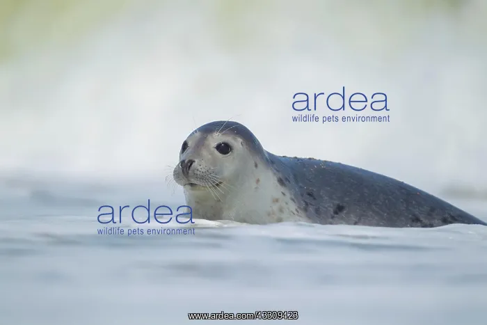 : Common or harbor seal (Phoca vitulina) adult in : Common or harbor seal (Phoca vitulina) adult in