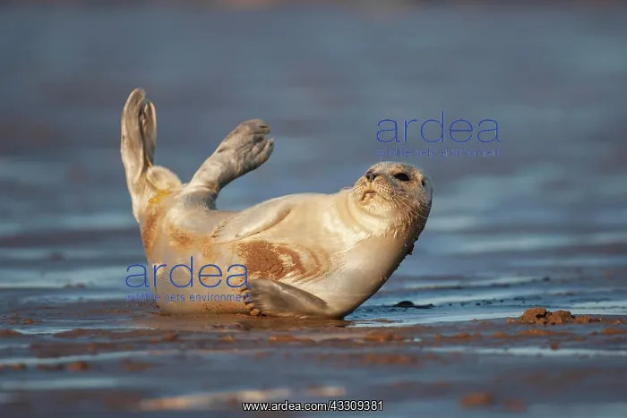 : Common or harbor seal (Phoca vitulina) adult resting : Common or harbor seal (Phoca vitulina) adult resting