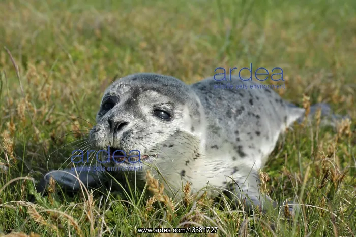 : Common harbor seal (Phoca vitulina), howler in the : Common harbor seal (Phoca vitulina), howler in the
