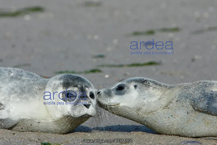 : Common harbor seal (Phoca vitulina), two howlers : Common harbor seal (Phoca vitulina), two howlers