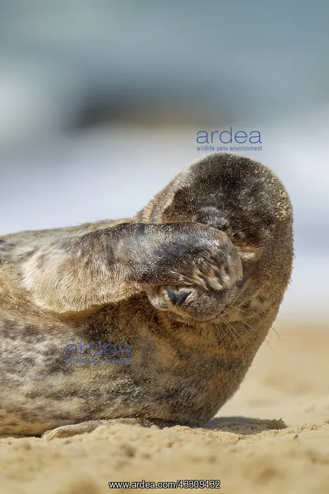 : Common or harbor seal (Phoca vitulina) juvenile : Common or harbor seal (Phoca vitulina) juvenile