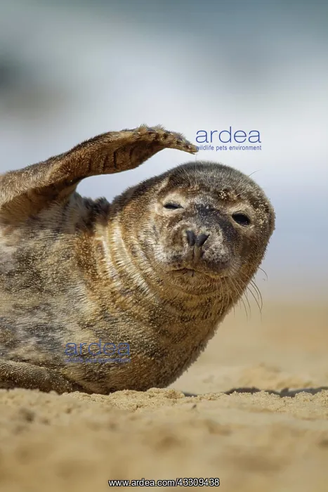 : Common or harbor seal (Phoca vitulina) juvenile : Common or harbor seal (Phoca vitulina) juvenile