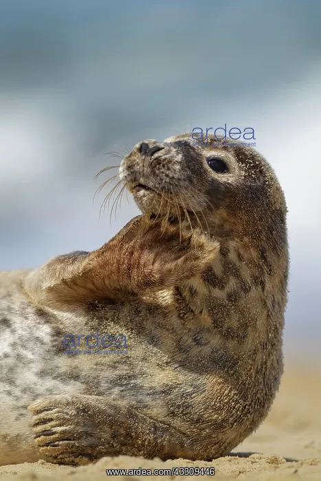: Common or harbor seal (Phoca vitulina) juvenile : Common or harbor seal (Phoca vitulina) juvenile