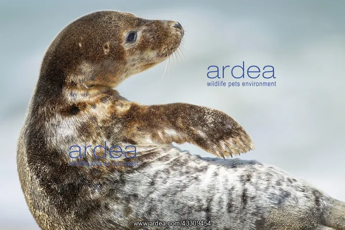 : Common or harbor seal (Phoca vitulina) juvenile : Common or harbor seal (Phoca vitulina) juvenile