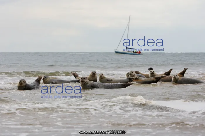: Common / Harbour Seal : Common / Harbour Seal