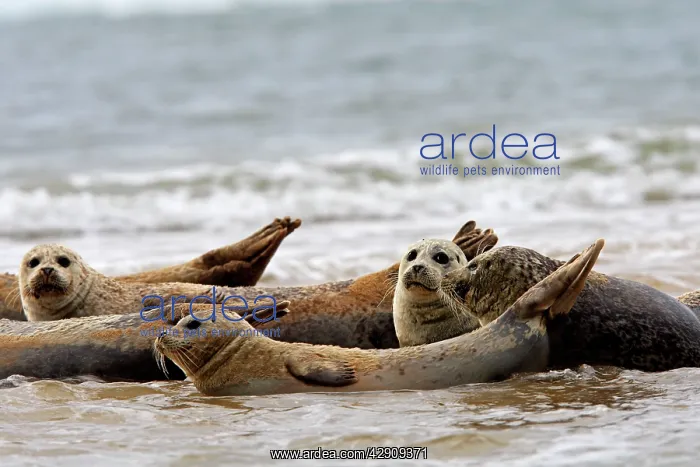 : Common / Harbour Seal : Common / Harbour Seal