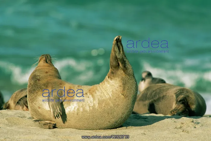 : Common / Harbour Seal : Common / Harbour Seal