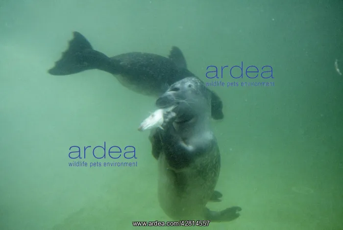 : Common / Harbour Seal - Adult with fish & pup : Common / Harbour Seal - Adult with fish & pup