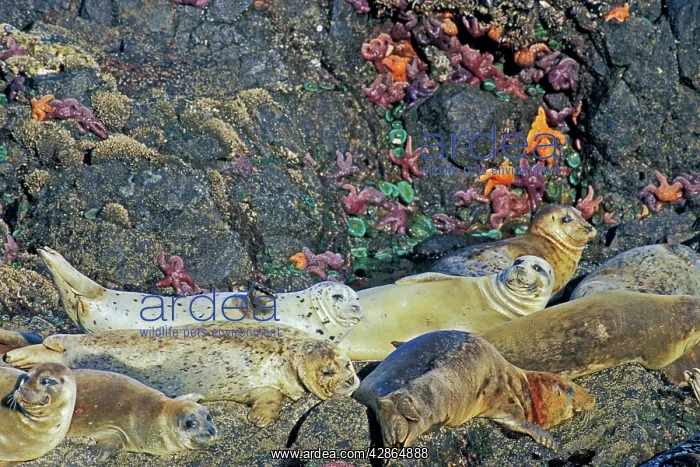 : Common / Harbour Seal - basking on rocks at low : Common / Harbour Seal - basking on rocks at low