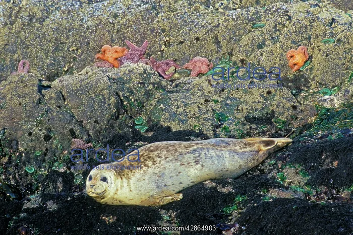 : Common / Harbour Seal - basking on rocks at low : Common / Harbour Seal - basking on rocks at low