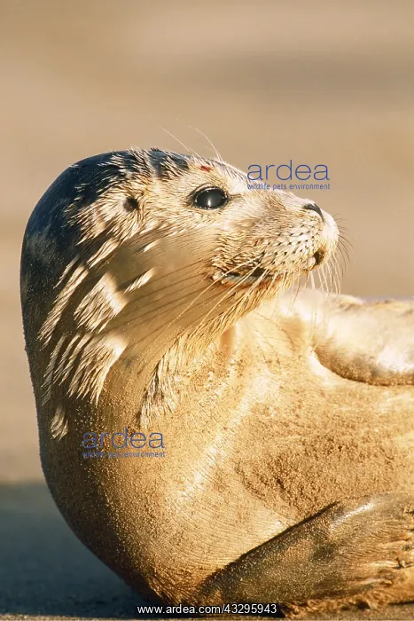  : COMMON  /  Harbour SEAL - HEAD & SHOULDERS