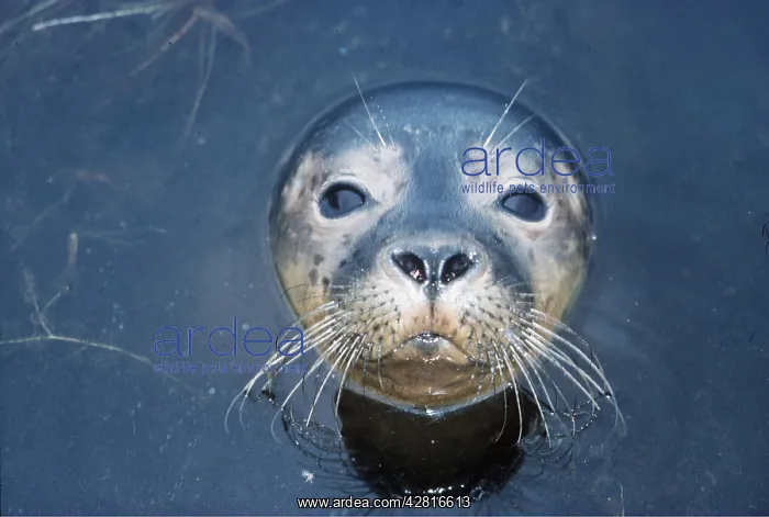 : COMMON / Harbour SEAL - head out of water : COMMON / Harbour SEAL - head out of water