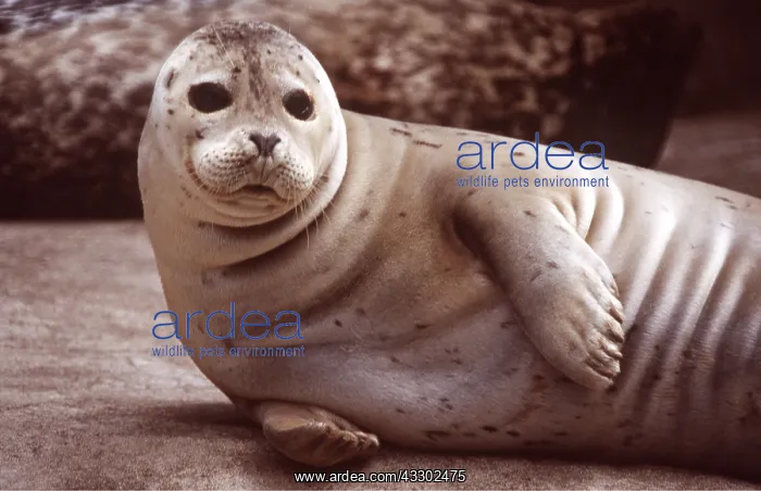 : COMMON / HARBOUR SEAL - lying on side : COMMON / HARBOUR SEAL - lying on side