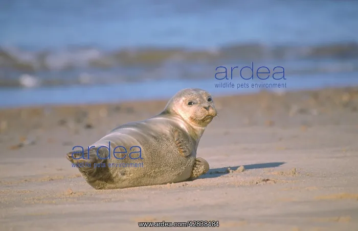 : Common / Harbour Seal - Lying on beach : Common / Harbour Seal - Lying on beach