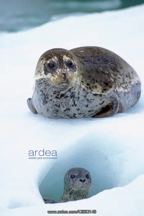 : Common / Harbour Seal - mother with young pup on ice floe : Common / Harbour Seal - mother with young pup on ice floe