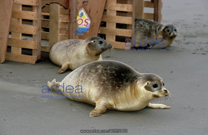 : Common / Harbour Seal - release of young on sand-bank : Common / Harbour Seal - release of young on sand-bank