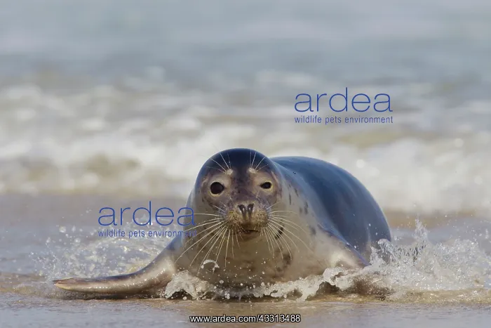 : Common / Harbour Seal - resting on beach : Common / Harbour Seal - resting on beach
