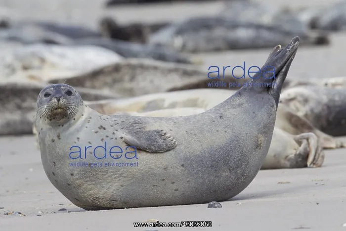 : Common / Harbour Seal - seals resting on the beach - Germany : Common / Harbour Seal - seals resting on the beach - Germany