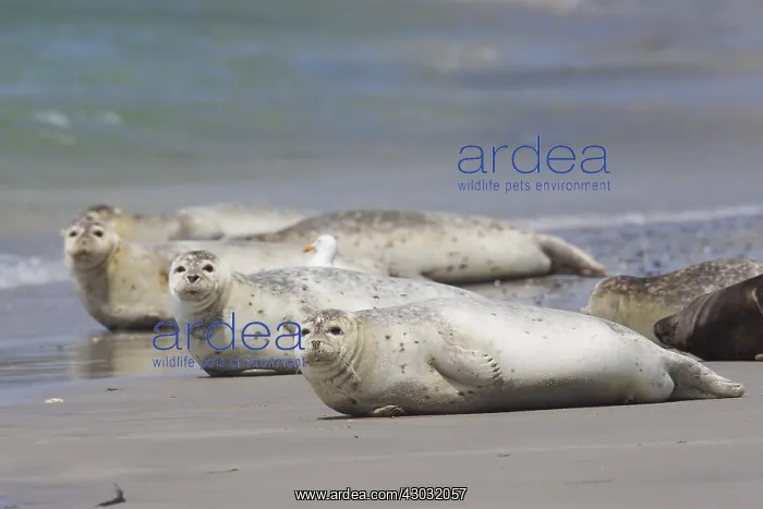 : Common / Harbour Seal - seals resting on the beach - Germany : Common / Harbour Seal - seals resting on the beach - Germany