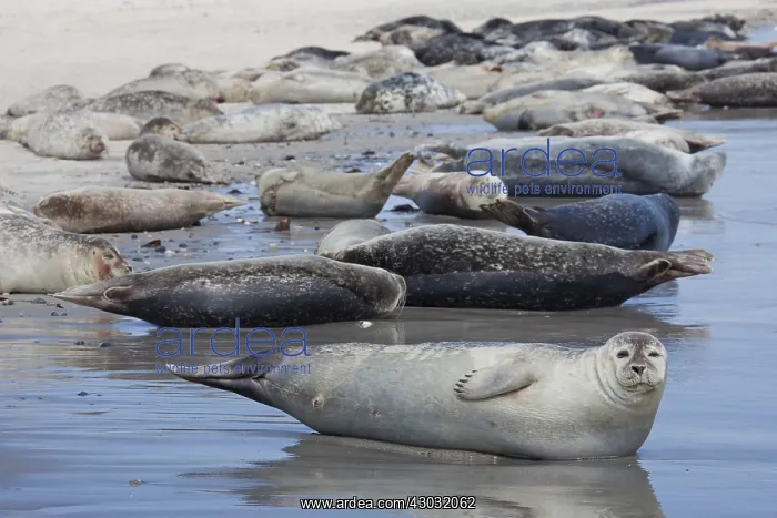: Common / Harbour Seal - seals resting on the beach - Germany : Common / Harbour Seal - seals resting on the beach - Germany