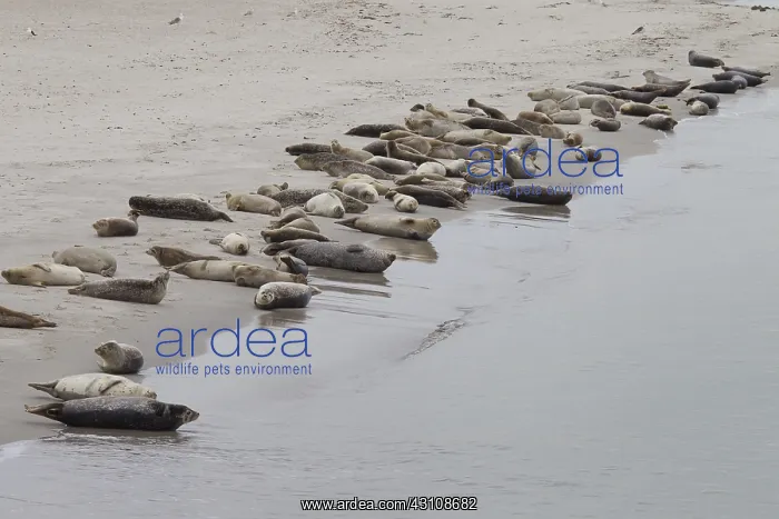 : Common / Harbour Seal - seals resting on the beach - Germany : Common / Harbour Seal - seals resting on the beach - Germany