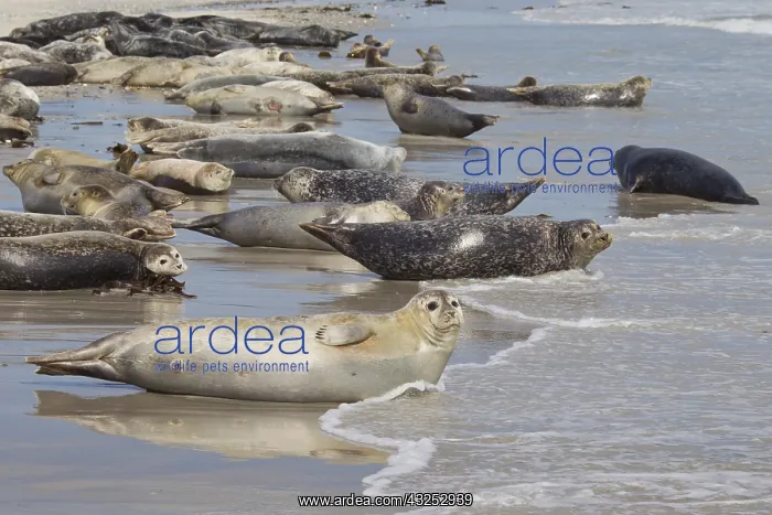 : Common / Harbour Seal - seals resting on the beach - Germany : Common / Harbour Seal - seals resting on the beach - Germany