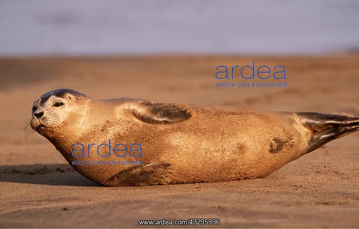 : COMMON / Harbour SEAL - stretched out on beach : COMMON / Harbour SEAL - stretched out on beach