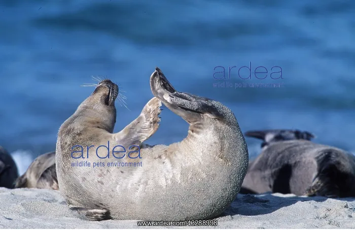 : COMMON / HARBOUR SEAL - stretching : COMMON / HARBOUR SEAL - stretching