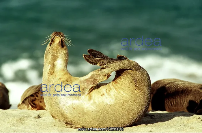 : COMMON / HARBOUR SEAL - stretching : COMMON / HARBOUR SEAL - stretching
