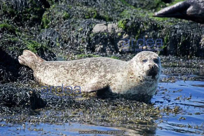 : Common / Harbour seal - sunbathing : Common / Harbour seal - sunbathing