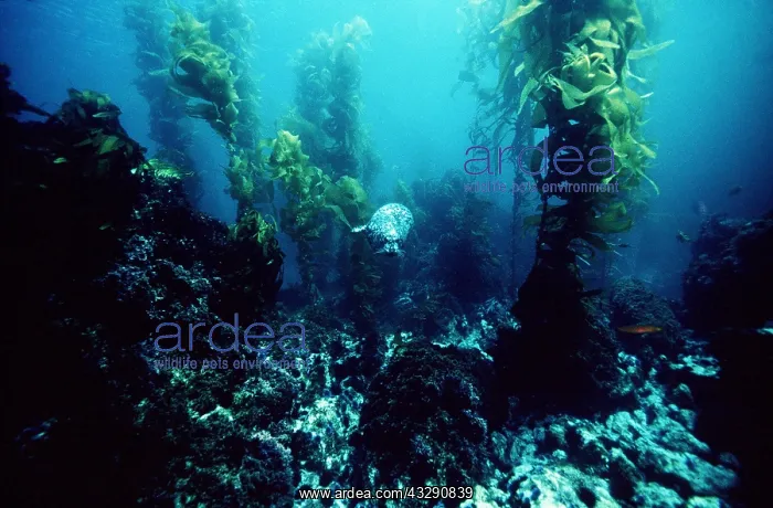: Common / Harbour Seal - Swimming Underwater : Common / Harbour Seal - Swimming Underwater