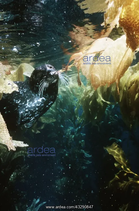 : Common / Harbour Seal - Swimming underwater : Common / Harbour Seal - Swimming underwater