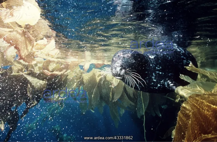 : Common / Harbour seal - swims amongst kelp : Common / Harbour seal - swims amongst kelp