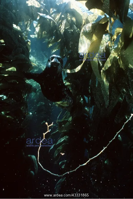 : Common / Harbour Seal - swims amongst kelp : Common / Harbour Seal - swims amongst kelp