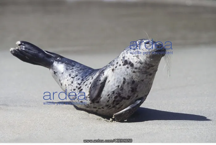 : COMMON / HARBOUR SEAL - on tummy, on beach : COMMON / HARBOUR SEAL - on tummy, on beach