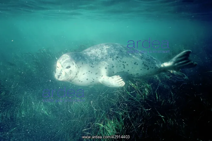 : Common / Harbour Seal - UNDERWATER : Common / Harbour Seal - UNDERWATER