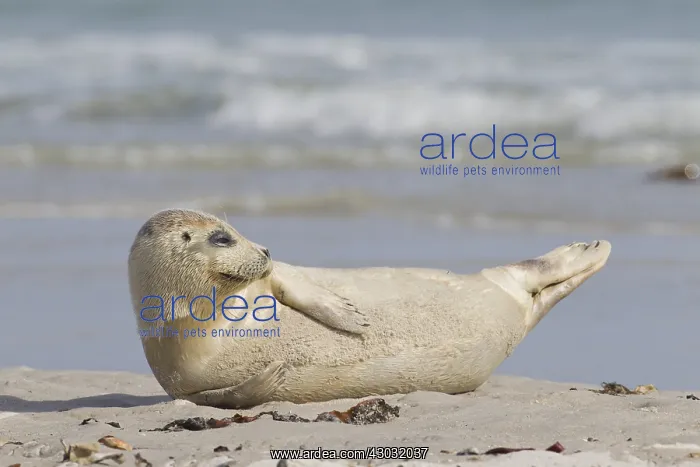  : Common  /  Harbour Seal - young seal resting on the